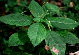 Impatiens parviflora. Верхушка плодоносящего и цветущего растения. Московская обл., Раменский р-н, окр. ж.-д. платформы Хрипань, смешанный лес. 11.09.2025.