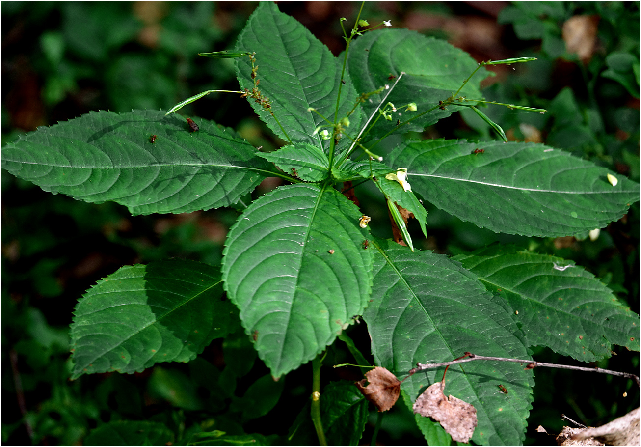 Изображение особи Impatiens parviflora.