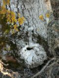 Juglans regia