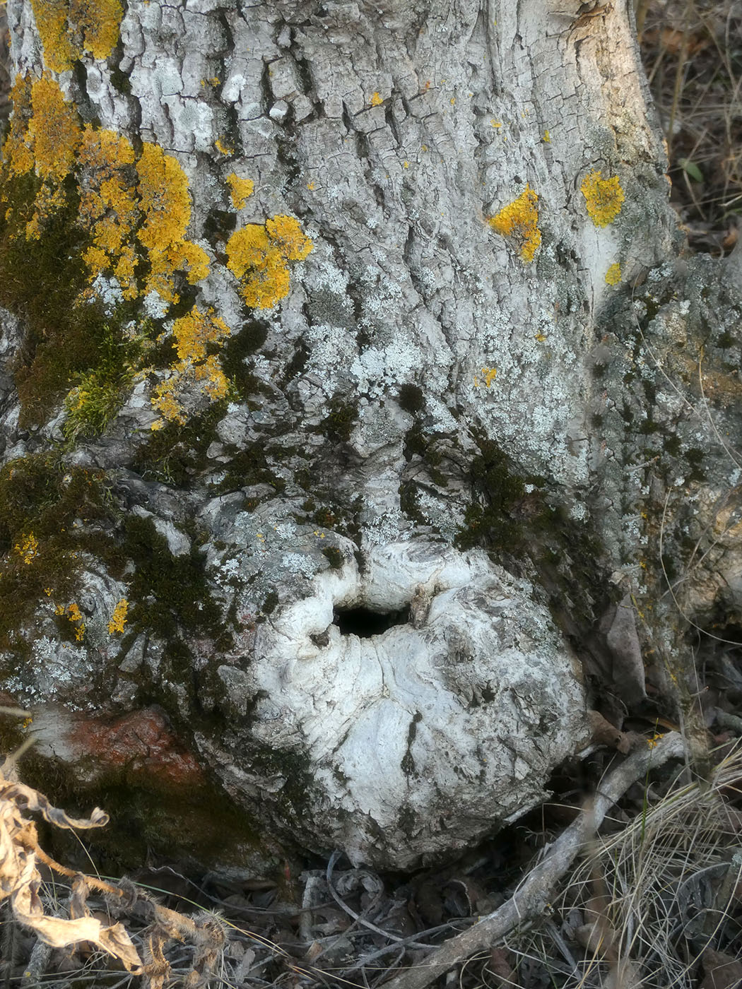 Изображение особи Juglans regia.