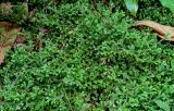Selaginella kraussiana. Вегетирующие растения. Португалия, Азорские о-ва, о-в Сан-Мигел, р-н Ашада, опушка смешанного леса. 12.08.2025.