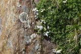 Astragalus levieri