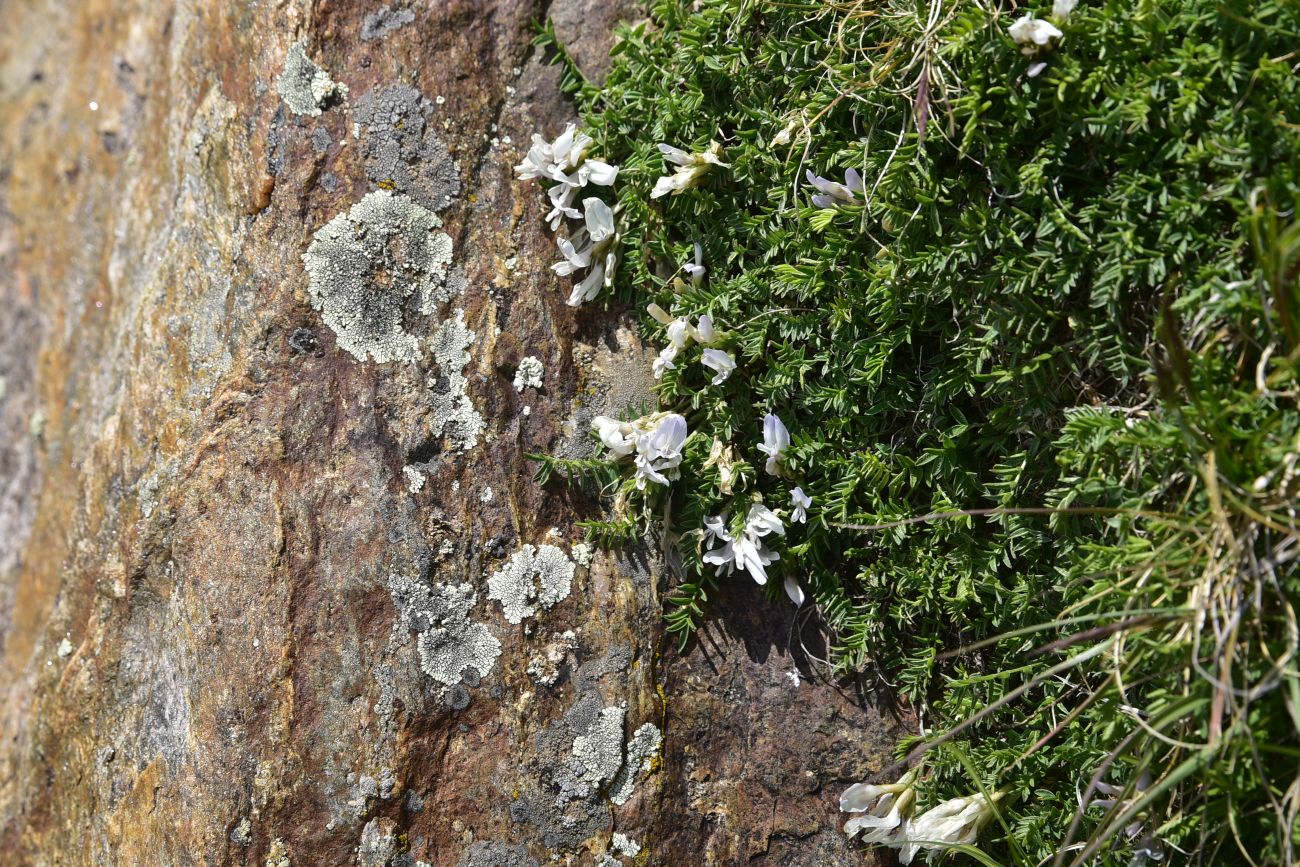 Изображение особи Astragalus levieri.