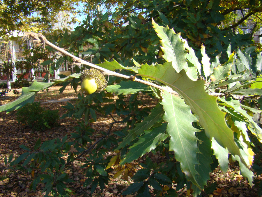 Image of Quercus castaneifolia specimen.