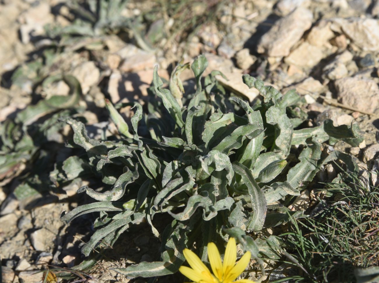 Image of genus Scorzonera specimen.