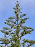 Araucaria heterophylla. Верхушка кроны с шишками. Португалия, г. Лиссабон, в культуре. 10.08.2025.