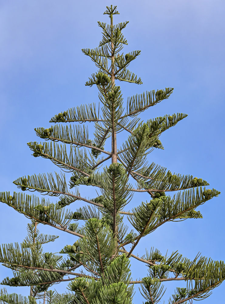 Image of Araucaria heterophylla specimen.