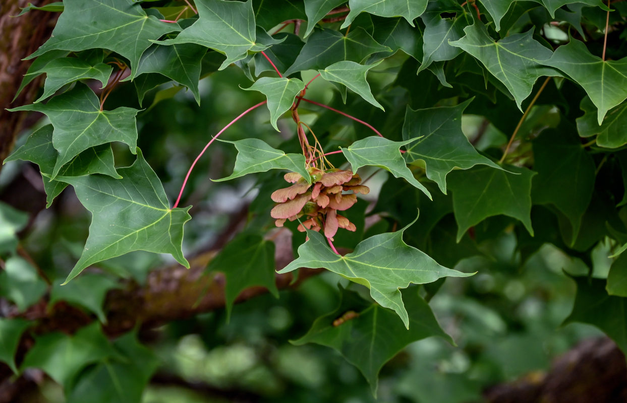 Image of genus Acer specimen.