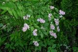 Deutzia × hybrida. Цветущее растение. Калининградская обл., г. Калининград, в культуре. 29.06.2025.
