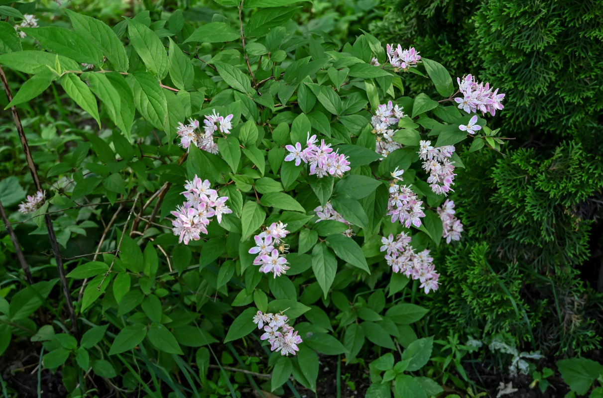 Изображение особи Deutzia &times; hybrida.