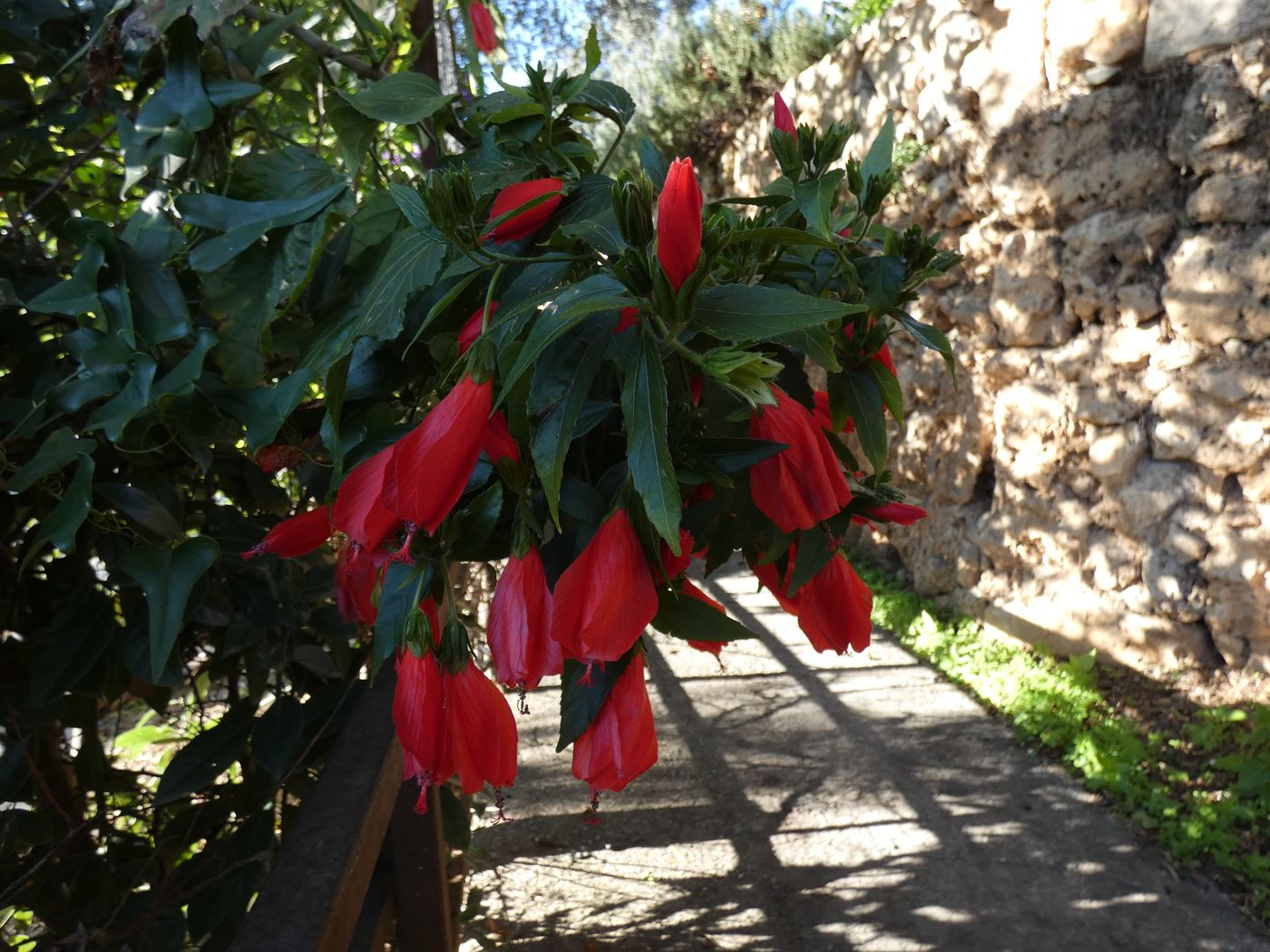 Изображение особи Malvaviscus penduliflorus.