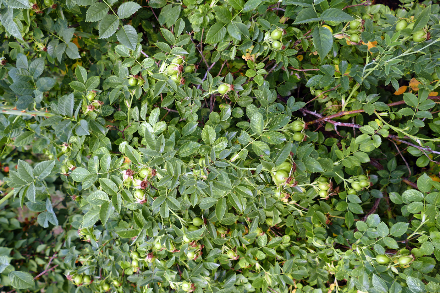 Изображение особи Rosa canina.