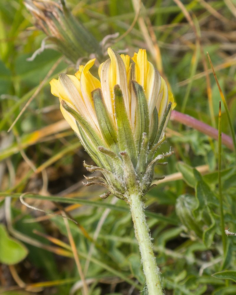 Изображение особи род Taraxacum.