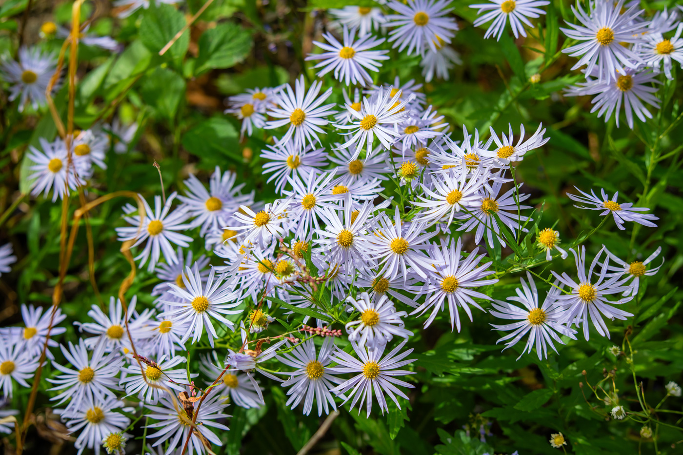 Изображение особи Aster amellus.