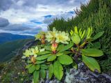 Rhododendron aureum. Цветущие растения (в сообществе с Cassiope redowskii и Ledum decumbens). Хабаровский край, Советско-Гаванский р-н, хр. горы Бо-Джауса, 1200 м н.у.м., курумник. 19.06.2024.