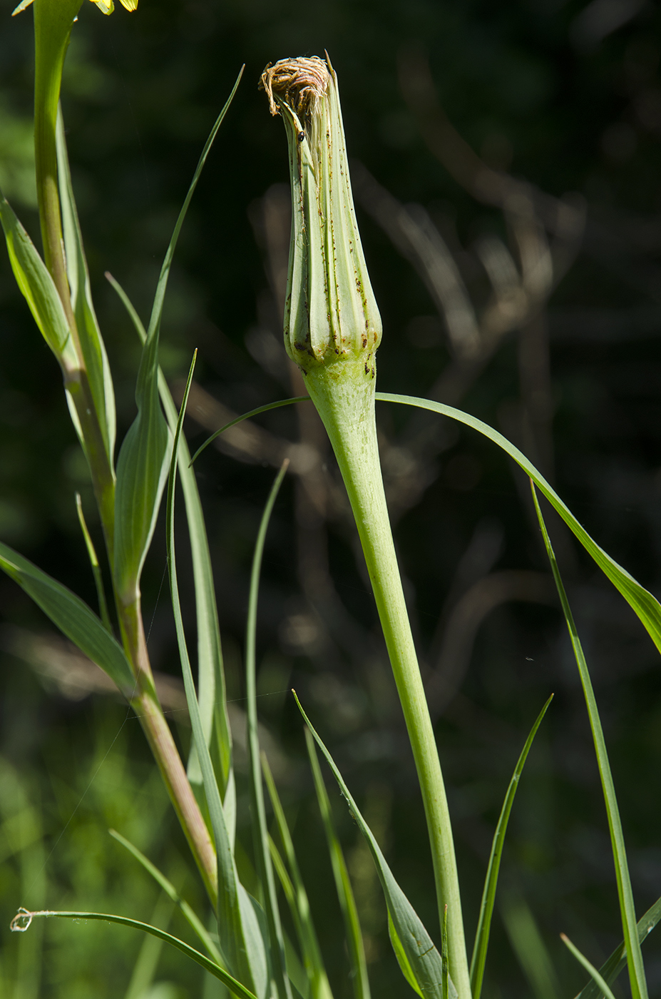 Image of Tragopogon pratensis specimen.