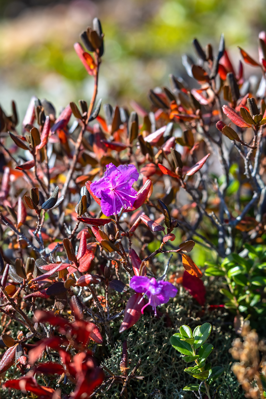 Изображение особи Rhododendron sichotense.