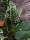 Phytolacca acinosa. Цветущее растение. Московская обл., г. Серпухов, Красная гора, смотровая площадка. 08.09.2024.