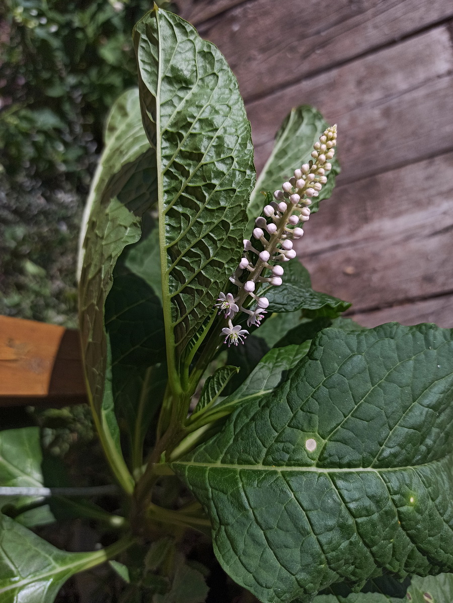 Изображение особи Phytolacca acinosa.