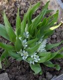 Ornithogalum lanceolatum. Цветущее растение. Московская обл., в культуре. 20.05.2006.