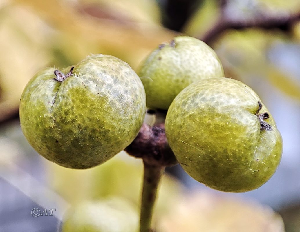 Изображение особи Phellodendron amurense.