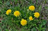 Taraxacum officinale. Цветущее растение. Липецкая обл., Елецкий р-н, дол. р. Воргол, луговой склон. 09.05.2026.