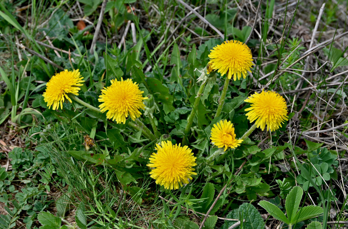 Изображение особи Taraxacum officinale.