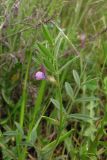 Vicia olbiensis. Верхняя часть растения. Крым, Балаклава, приморский склон. 1 мая 2011 г.