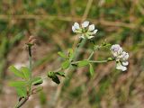 Dorycnium graecum. Верхушка цветущего и плодоносящего побега. Краснодарский край, окр. г. Адлер, вырубка под ЛЭП. 30.06.2024.