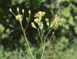 Lapsana communis