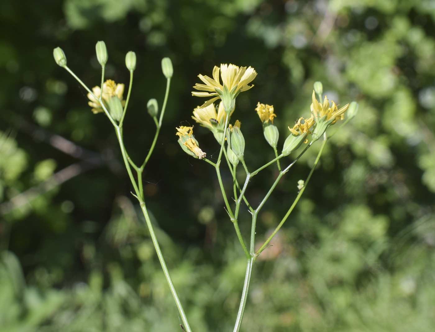 Image of Lapsana communis specimen.