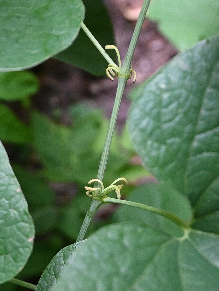 Image of Aristolochia clematitis specimen.