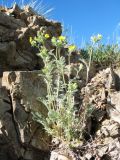 Potentilla sericea. Цветущее растение. Казахстан, Восточно-Казахстанская обл, Зайсанский р-н; Саур-Тарбагатай, сев. макросклон вост. части хр. Манрак, пер. Шиликты, ≈ 1150 м н.у.м., скалы на склоне юго-вост. экспозиции. 12 мая 2026 г.