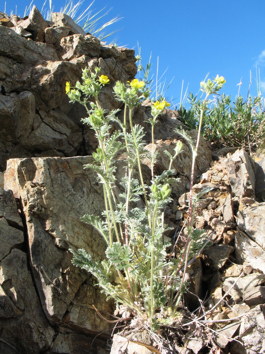 Image of Potentilla sericea specimen.