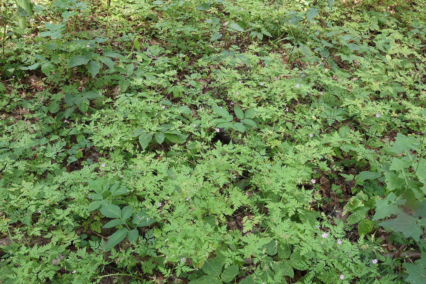 Изображение особи Geranium robertianum.