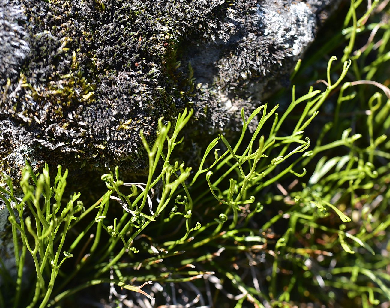 Image of Unknown species specimen.