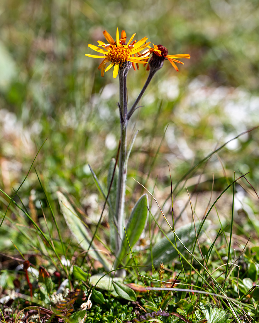 Image of Tephroseris phaeantha specimen.