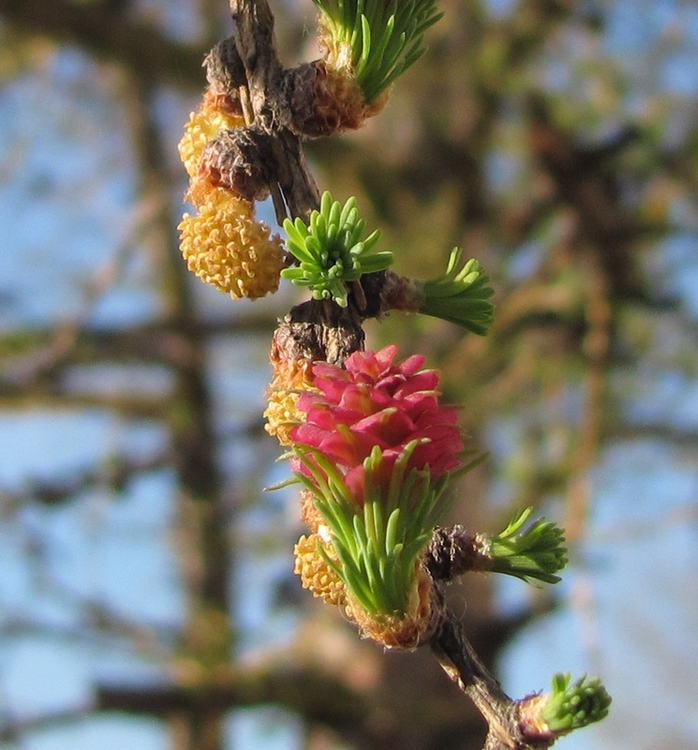 Image of Larix sibirica specimen.