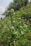 семейство Brassicaceae. Цветущие растения. Южный Китай, пров. Гуанси, округ Лонгшен, окр. хутора Дажай, травянистый склон. 04.04.2015.