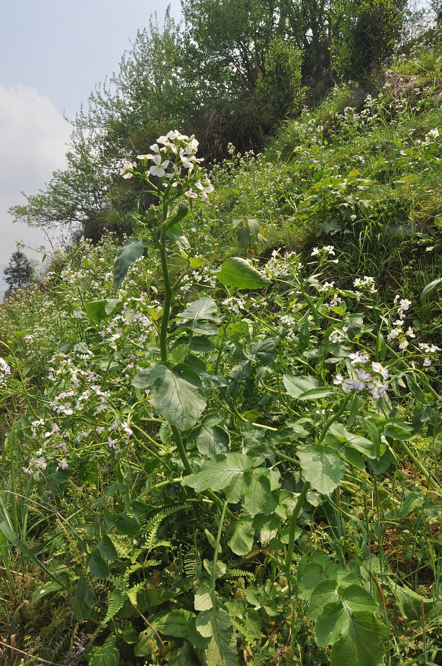 Изображение особи семейство Brassicaceae.