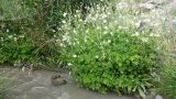 genus Aquilegia