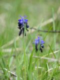 Muscari neglectum. Верхушки побегов с соцветиями. Республика Молдова, муниципалитет Кишинёв, г. Кодру, на пустыре. 6 апреля 2026 г.
