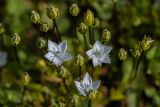 Lomatogonium carinthiacum. Цветки и бутоны. Карачаево-Черкесия, Карачаевский р-н, дол. р. Кичкинекол, выс. ≈ 2600 м н.у.м., альпийский луг. 13.08.2026.