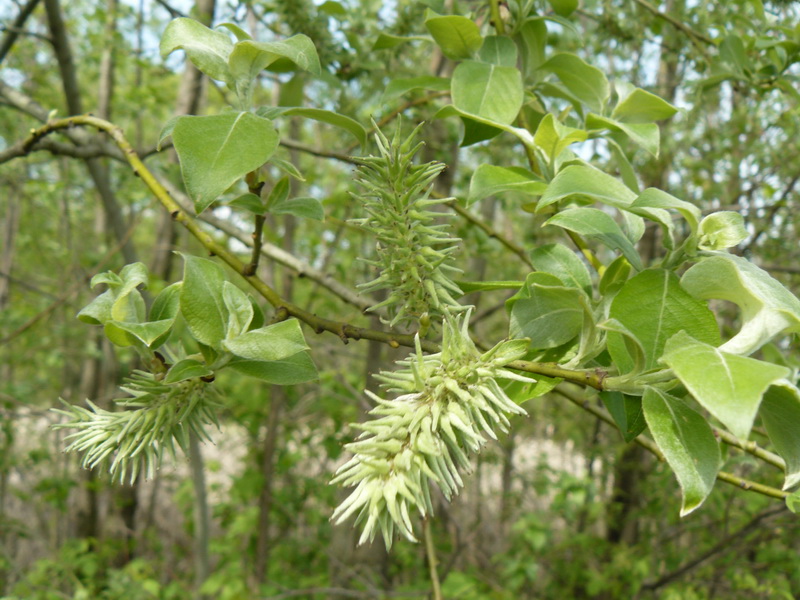 Image of Salix × reichardtii specimen.