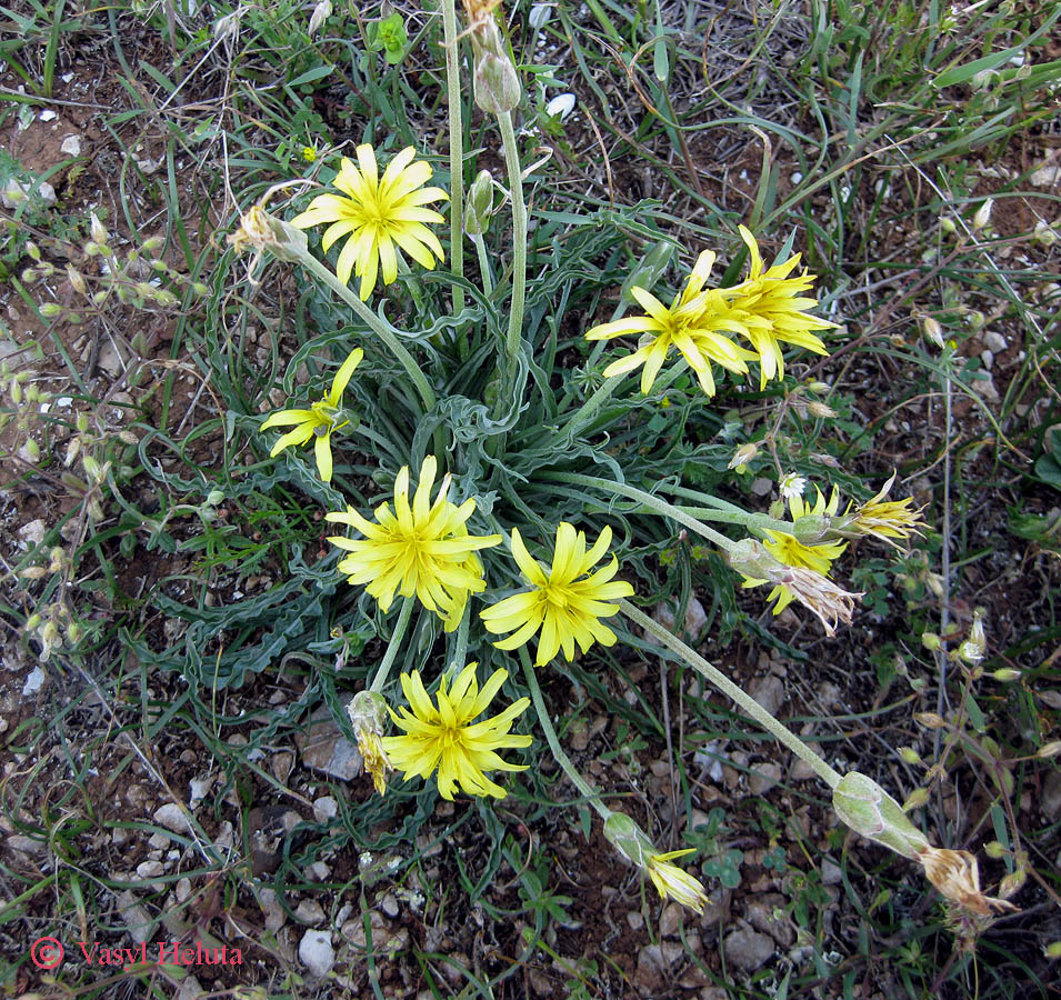 Image of Scorzonera mollis specimen.
