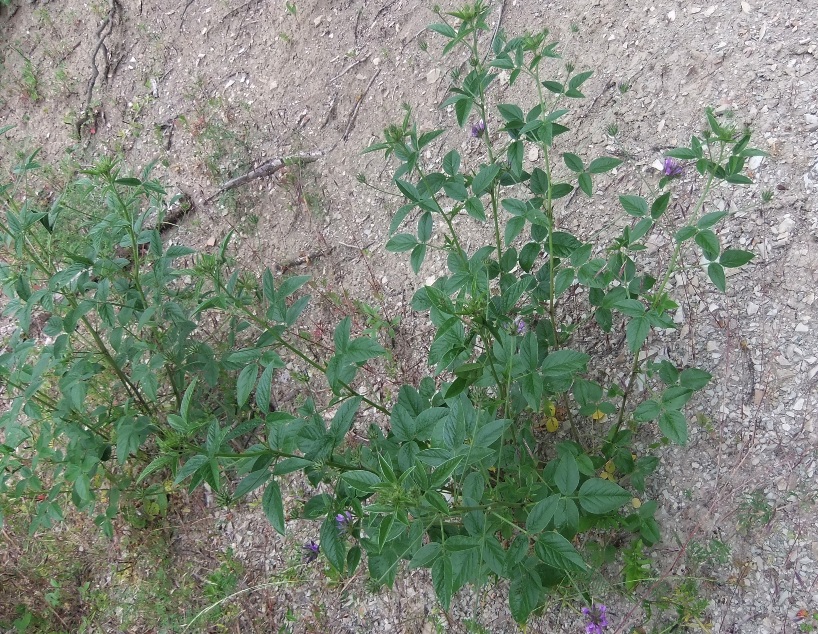 Изображение особи Psoralea bituminosa ssp. pontica.