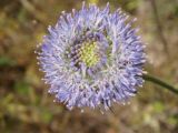 Jasione montana