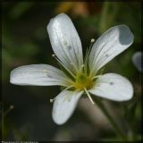 Arenaria grandiflora. Цветок. Чешская республика, Южная Моравия, национальный природный резерват Děvín-Kotel-Soutěska, 02.05.2008.