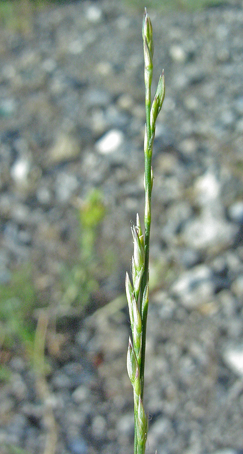 Изображение особи Bufonia parviflora.