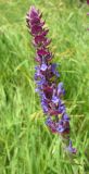 Salvia tesquicola